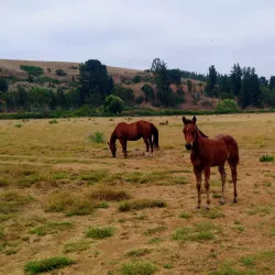San Antonio de Petrel Church - San Antonio de Petrel