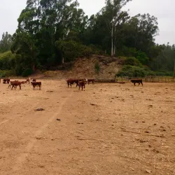 San Antonio de Petrel Church - San Antonio de Petrel