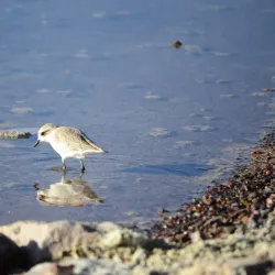 Atacama Salt Flats (Salar de Atacama) - San Pedro de Atacama
