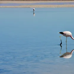 Atacama Salt Flats (Salar de Atacama) - San Pedro de Atacama