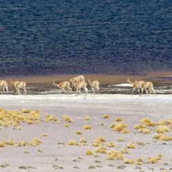 Laguna Miscanti and Laguna Miñiques - San Pedro de Atacama