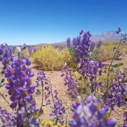 Valle de la Muerte (Death Valley) - San Pedro de Atacama