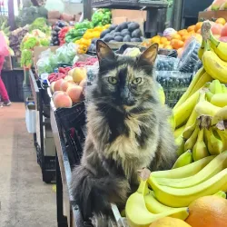 Mercado Cardonal - Valparaiso