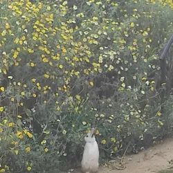 Parque El Belloto - Villa Alemana