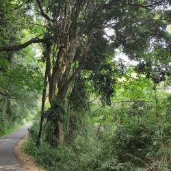 Cerro Ñielol - Villarrica