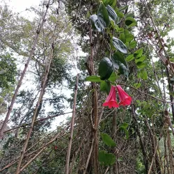 Cerro Ñielol - Villarrica