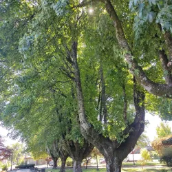 Plaza de Armas Villarrica - Villarrica