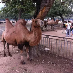 Qinling Wildlife Zoo - Baoji