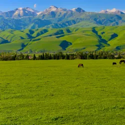 Nalati Grassland (nearby) - Bortala (Bole)