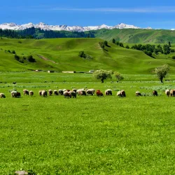 Nalati Grassland (nearby) - Bortala (Bole)