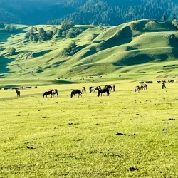 Nalati Grassland (nearby) - Bortala (Bole)