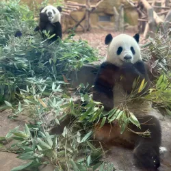 Anshun Bridge - Chengdu