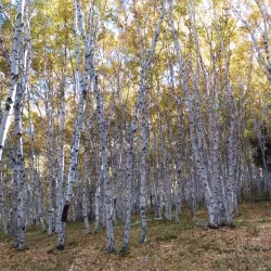 Wulanbutong Grassland - Chifeng