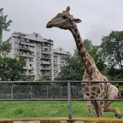 Chongqing Zoo - Chongqing