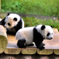 Chongqing Zoo - Chongqing