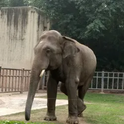 Chongqing Zoo - Chongqing