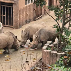 Chongqing Zoo - Chongqing