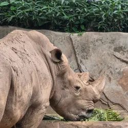 Chongqing Zoo - Chongqing