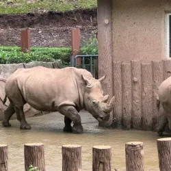 Chongqing Zoo - Chongqing