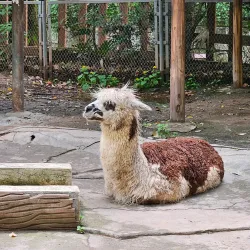 Chongqing Zoo - Chongqing