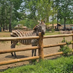 Dalian Forest Zoo - Dalian