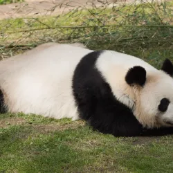 Dalian Forest Zoo - Dalian