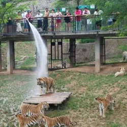 Dalian Forest Zoo - Dalian