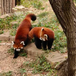 Dalian Forest Zoo - Dalian