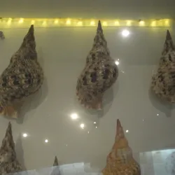 Dalian Shell Museum - Dalian