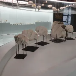 Dalian Shell Museum - Dalian