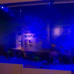 Dalian Shell Museum - Dalian