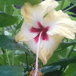 Wangcang Ancient Town - Dazhou