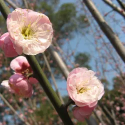 Jinjishan Park - Fuzhou