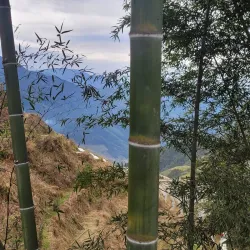 Longji Rice Terraces - Guilin