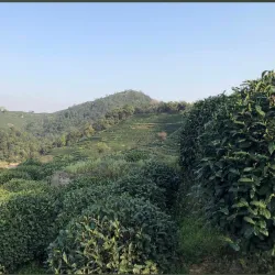 Longjing Tea Plantations - Hangzhou