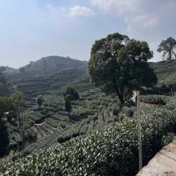 Longjing Tea Plantations - Hangzhou
