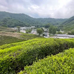 Longjing Tea Plantations - Hangzhou