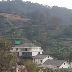 Longjing Tea Plantations - Hangzhou