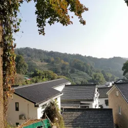 Longjing Tea Plantations - Hangzhou