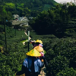 Longjing Tea Plantations - Hangzhou