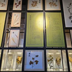 Museum of Traditional Chinese Medicine - Hangzhou