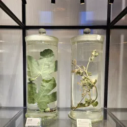 Museum of Traditional Chinese Medicine - Hangzhou