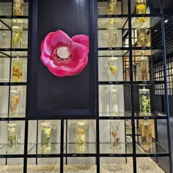 Museum of Traditional Chinese Medicine - Hangzhou