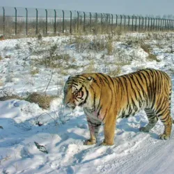 Siberian Tiger Park - Harbin