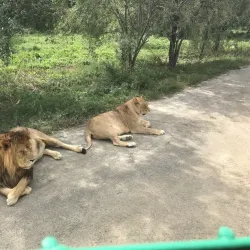 Siberian Tiger Park - Harbin