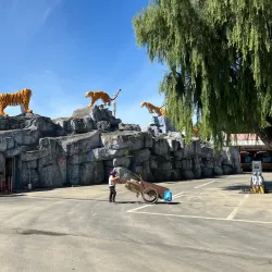 Siberian Tiger Park - Harbin