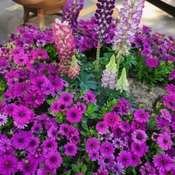 Jintan People's Park - Jintan