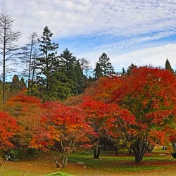 Lushan Botanical Garden - Jiujiang