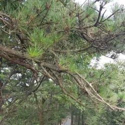 Lushan Botanical Garden - Jiujiang