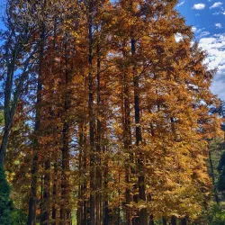 Lushan Botanical Garden - Jiujiang